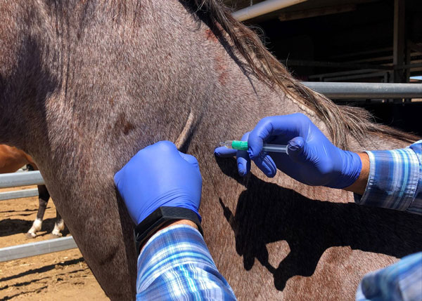 Horse vaccination