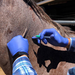 Vet Administering Vaccination